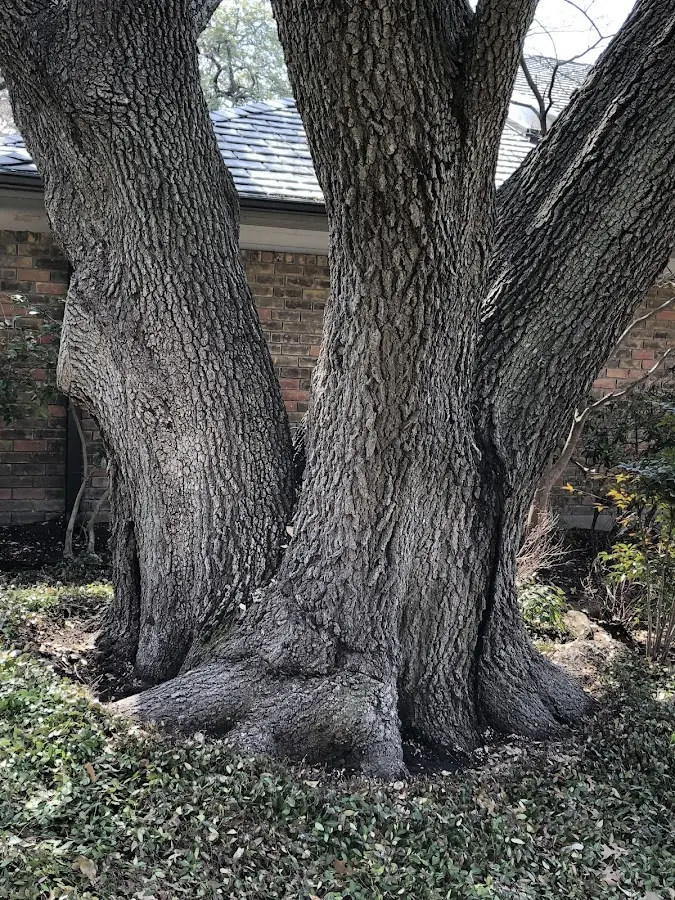 Mature heritage tree close to a Valley Springs property cared for by certified arborists